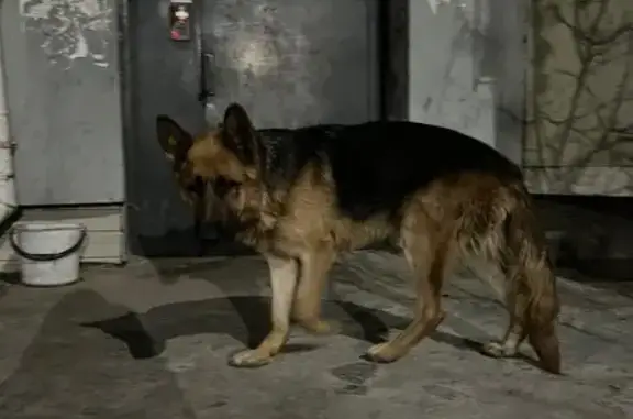Найдена собака, Улан-Удэ, фото: Найдена овчарка, ул. 6-я Золотые пески
