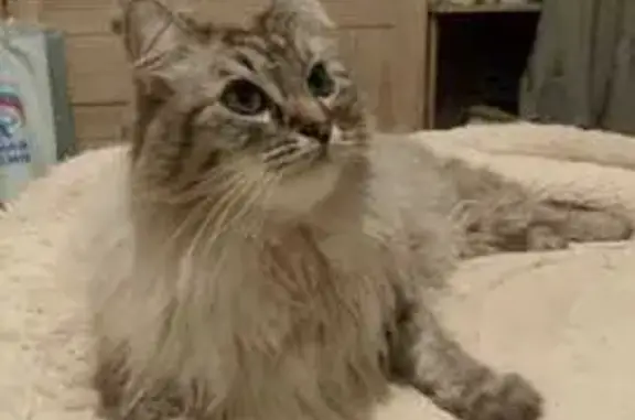 Кошки потеряшки, , фото: Потеряшка кошка, Песоченская ул., 16, Рязань