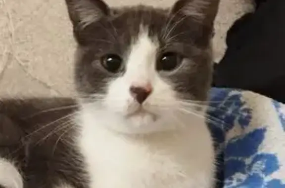 Кошка найдена: Венецианова 9, Воронеж