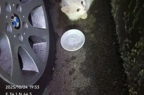 Найдена кошка, , фото: Кошка на Южнобережном шоссе, Ливадия