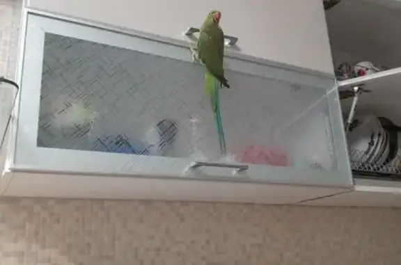 Пропал попугай, Дорожный пер., 24 к1, Тамбов