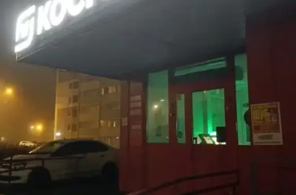 Найдена собака, Петрозаводск, фото: Найдена собака: Мичуринская ул., 62А