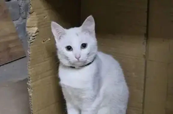 Пропала белая кошка, Корыткова 17 к1