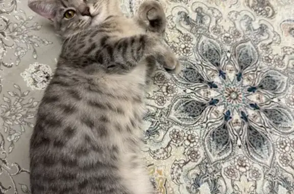 Пропала кошка, Саранск, 1-я Набережная, 138