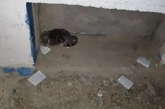 Кошка найдена, пр. Мира 20, Чебоксары