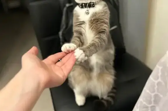 Пропала кошка Милка, МО, с ошейником