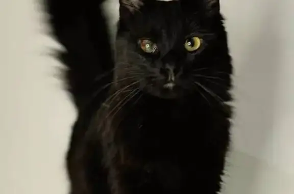 Кошки потеряшки, Люберцы, фото: Потеряшка кошка, Люберцы, ул. Попова, 38