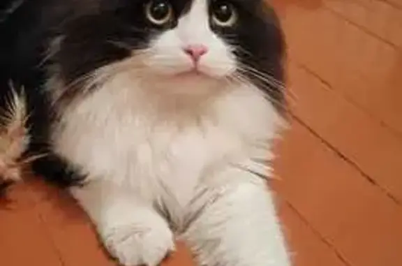 Найдена кошка, Видное, фото: Кошка найдена: Завидная ул., 3, Видное