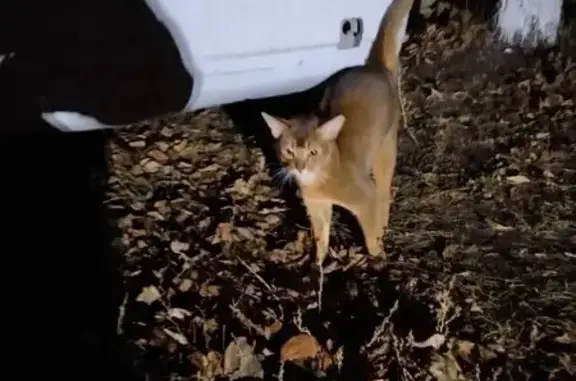 Найдена кошка, Ульяновск, фото: Кошка найдена у стадиона, ул. 40 лет Победы, 37