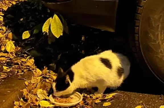 Кошка найдена: ул. Беринга, 34, СПб