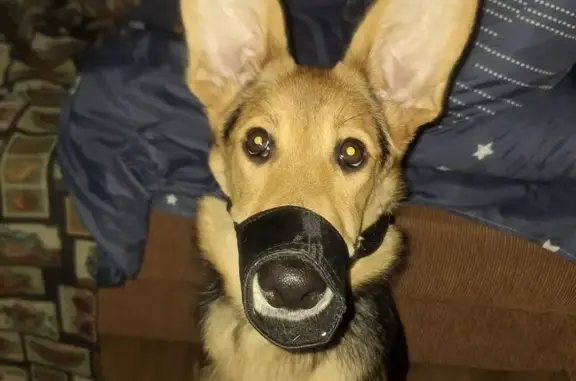 Собаки потеряшки, Чебоксары, фото: Потеряшка собака, ул. Декабристов, Чебоксары