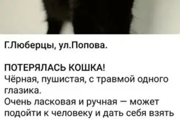 Пропала черная кошка, ул. Попова, Люберцы