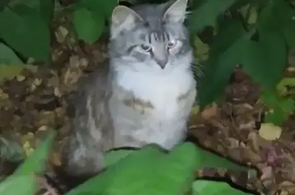 Кот найден: ул. Седова, Тула