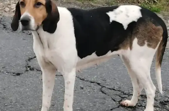 Найдена собака, Тульская область, фото: Собаки найдены: Новое Павшино, Тула