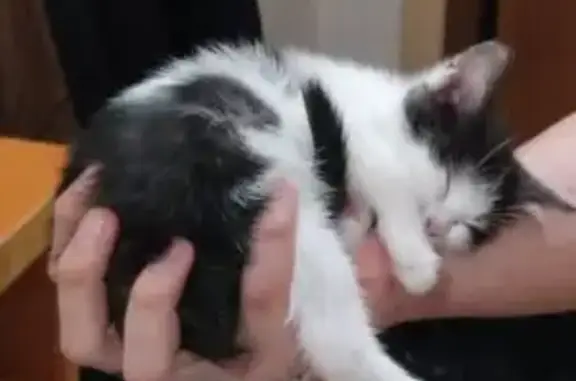 Пропала кошка, ул. Николаева, 30, Чебоксары