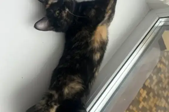 Пропала кошка, ул. Крахмалёва, Брянск