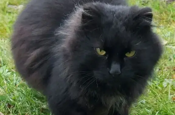 Найденные животные Ленинградская область, фото: Кошка найдена в СНТ Волна, Кезелево