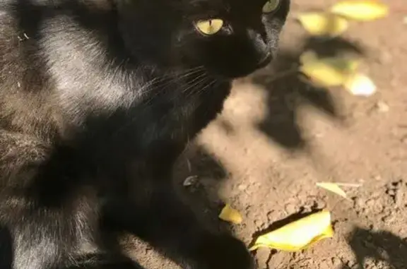 Кошки потеряшки, Шахты, фото: Потеряшка кошка, Терновая ул., Шахты