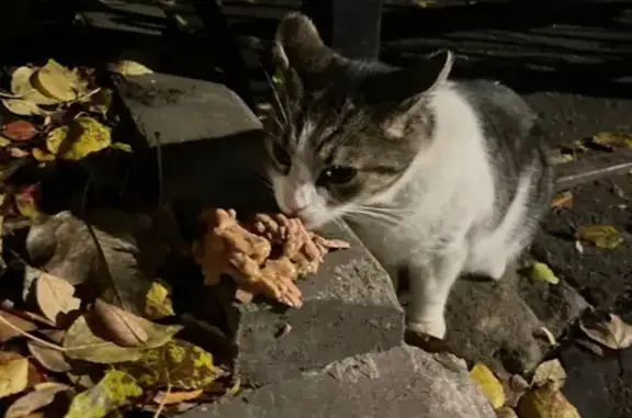 Найдена кошка, Санкт-Петербург, фото: Кошка найдена: Пионерская 20Б, СПб