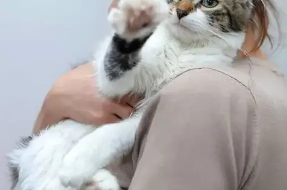 Кошки потеряшки, Санкт-Петербург, фото: Потеряшка кошка на наб. реки Фонтанки, СПб