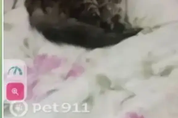 Пропала кошка, Реутовская ул., 12 к1