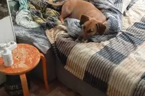 Собаки потеряшки, Нижний Новгород, фото: Потеряшка такса на проспекте Гагарина, 184