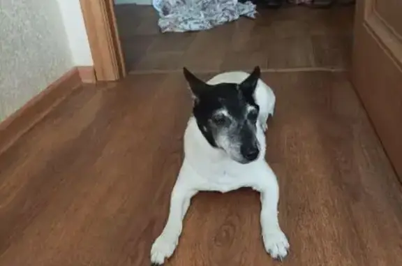 Собаки потеряшки, Южно-Сахалинск, фото: Потеряшка собака, ул. Емельянова 1, Ю-Сах.