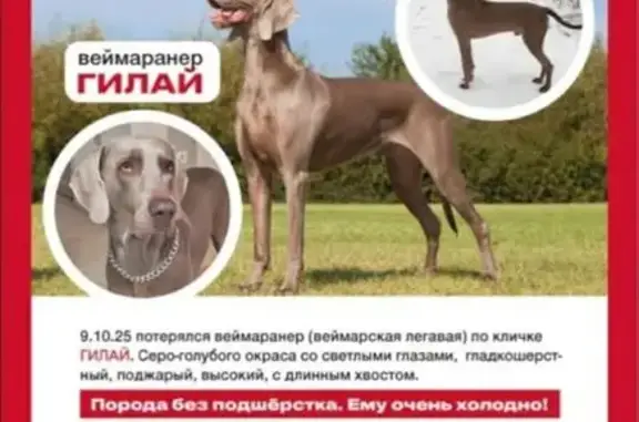 Пропала серая собака, Томск