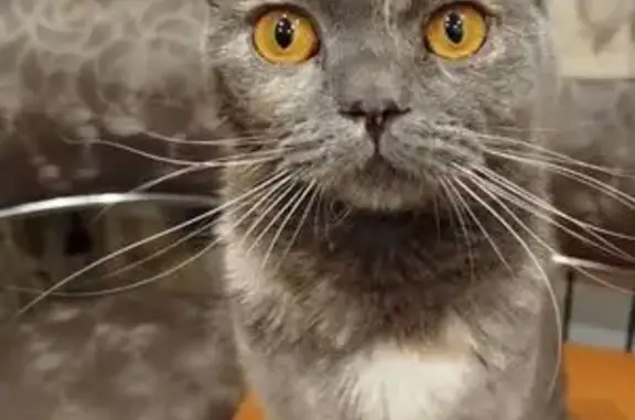 Пропала кошка, Революционная 3, Тольятти