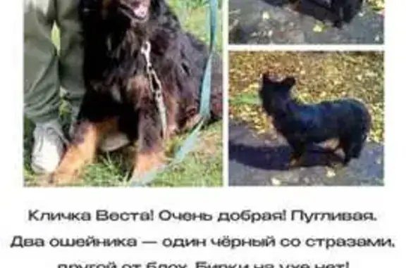 Собаки потеряшки, Тула, фото: Потеряшка собака, ул. Макаренко, 13, Тула