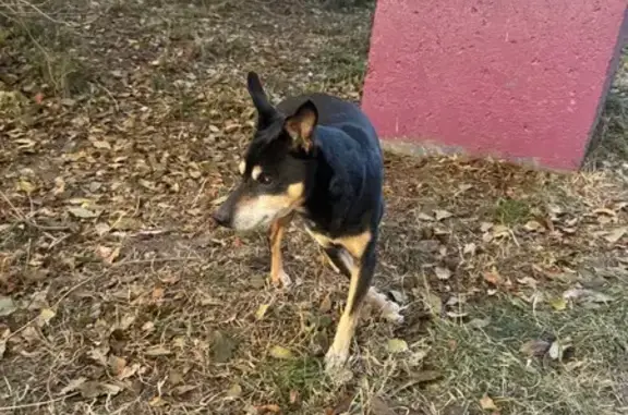 Собака найдена: Байкальская, 218, Иркутск