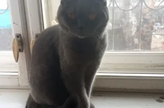 Найдена кошка, Хабаровск, фото: Кошка найдена: Прогрессивная 21, Хабаровск