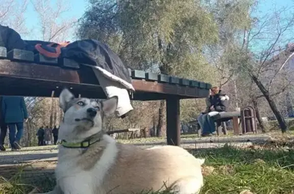 Пропала собака, Бийск, Вали Максимовой 11А