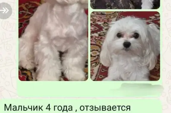 Пропала собака на ул. Есенина, 15