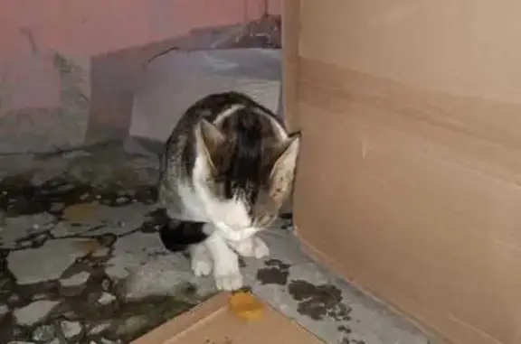 Найдена кошка, Сургут, фото: Кошка найдена на Лермонтова, 3, Сургут