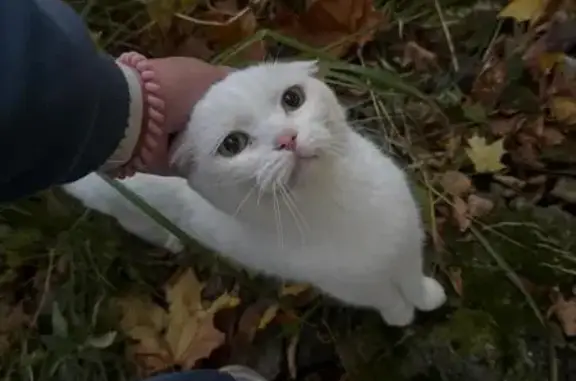 Найдена кошка, Софрино, фото: Кот найден: Школьная ул., 14, Софрино