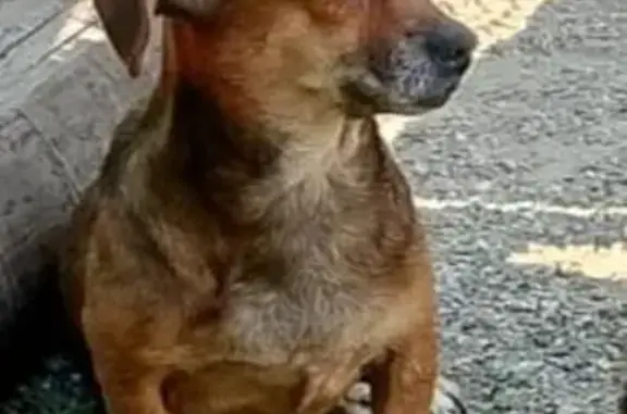 Собаки потеряшки, Тихорецк, фото: Потеряшка собака: Тихорецк, ул. Коммунаров, 42