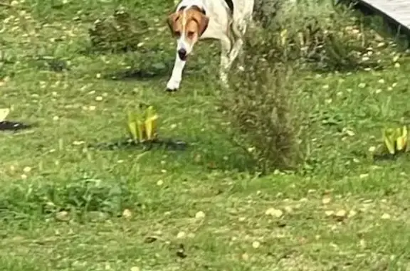 Найдена собака, Калужская область, фото: Собака найдена в Калужской области