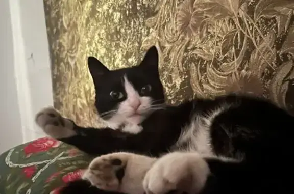 Кошки потеряшки, Алтайский край, фото: Потеряшка кошка, Барнаул, Алтайский край