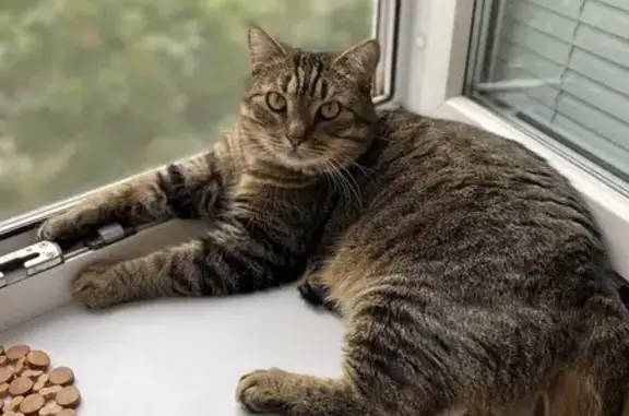 Кошки потеряшки, Самара, фото: Потеряшка кошка, Партизанская 194, Самара