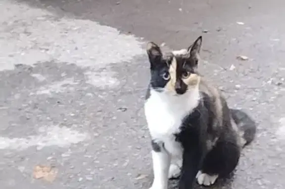 Найдена кошка, Ростов-на-Дону, фото: Кошка найдена на пр. Нагибина, Ростов-на-Дону