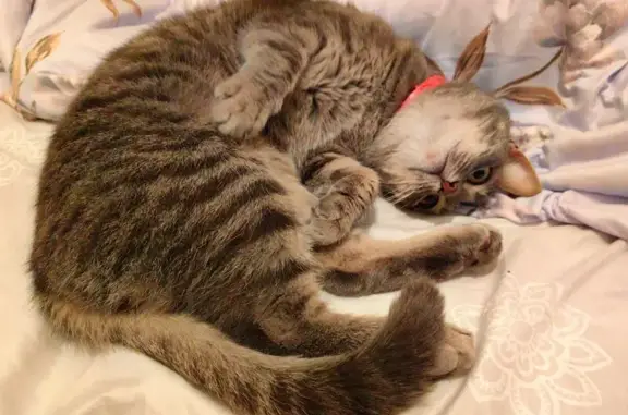 Найдена кошка, Кстово, фото: Найдена серая кошка, Кстово, дом 2