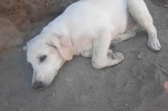 Пропала собака, ул. Халтурина, Евпатория