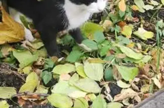 Кошка найдена: переулок Васнецова, 13