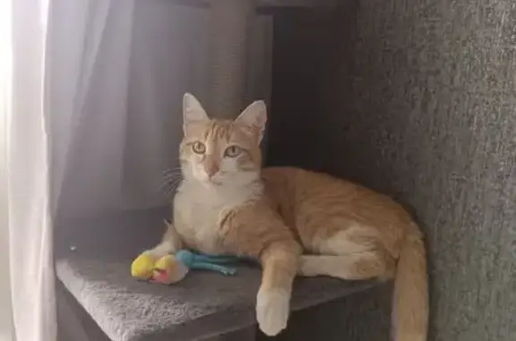 Пропала кошка, Екатеринбург-Реж-Алапаевск