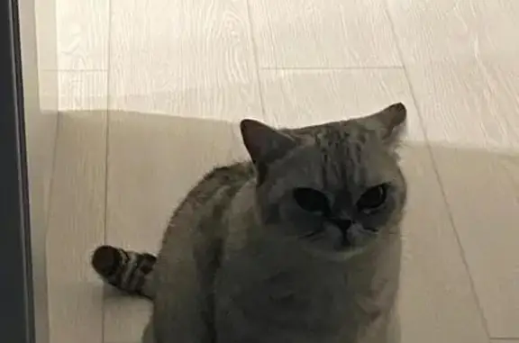 Кошки потеряшки, Тюмень, фото: Потеряшка кошка, ул. Республики 39, Тюмень