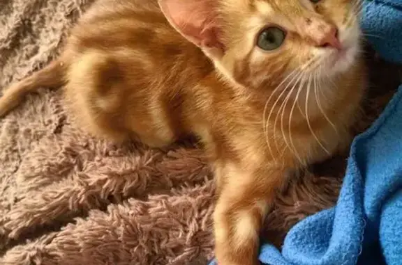 Пропала кошка, ул. Энгельса, 20, Таганрог