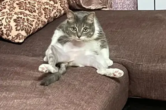 Пропала кошка, ул. 23 Мая, 34, Стерлитамак