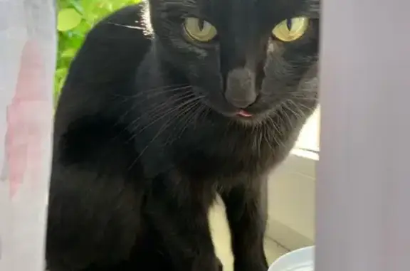 Кошки потеряшки, Псков, фото: Потеряшка чёрная кошка, Псков, Ижорского 36