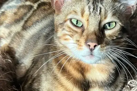 Пропал бенгальский кот, Садовая ул., Санаторный